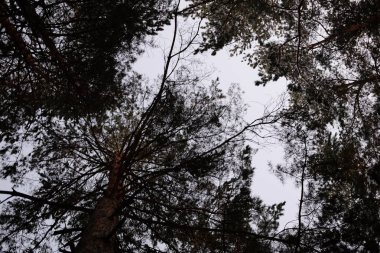 kış orman, ağaçların altında kar, kar üzerinde ağaç dalları