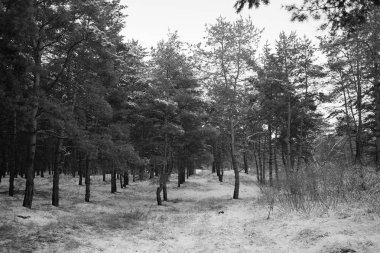 Kış karla kaplı ormanda 