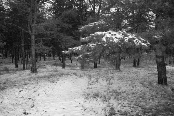 Foresta Inverno Coperta Neve — Foto Stock