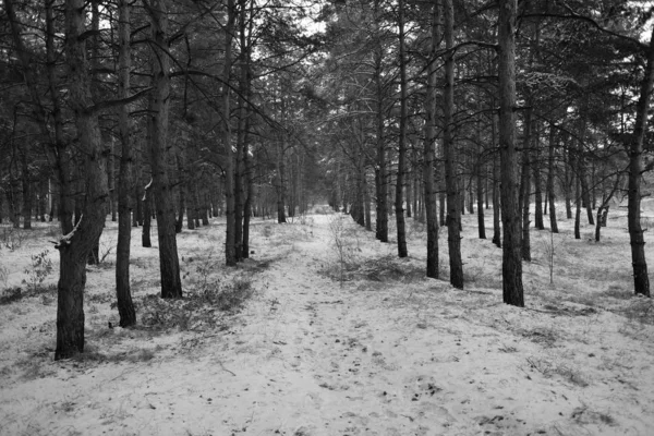 Floresta Inverno Coberta Neve — Fotografia de Stock