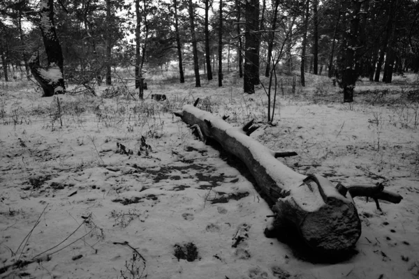 Foresta Inverno Coperta Neve — Foto Stock