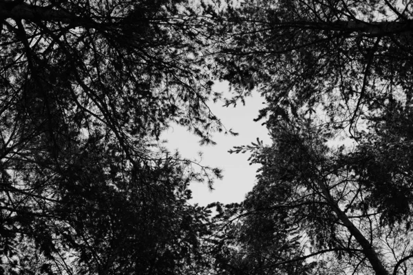 Forêt Hiver Arbres Sous Neige Neige Sur Les Branches Des — Photo