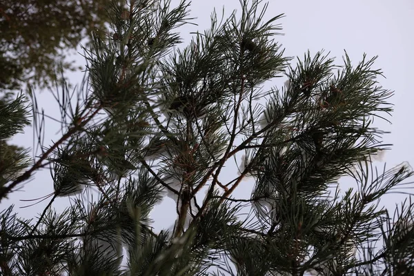 Зимовий Ліс Дерева Під Снігом Сніг Гілках Дерев — стокове фото