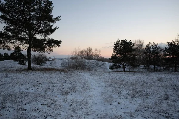 Floresta Inverno Coberta Neve — Fotografia de Stock