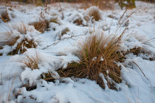 Grama Coberta Neve — Fotografia de Stock