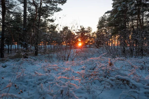 Vacker Solnedgång Skogen — Stockfoto