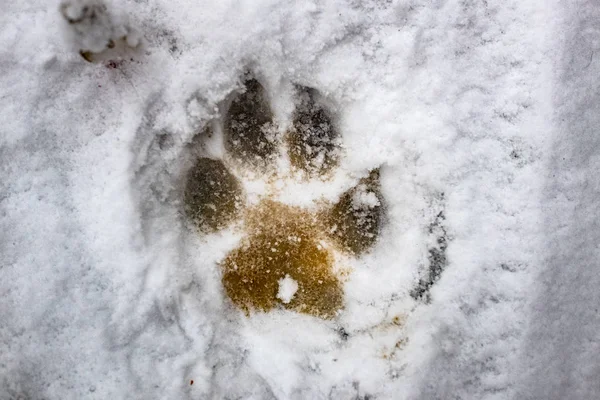 ayak izleri karda bir kurt, köpek yazdırır