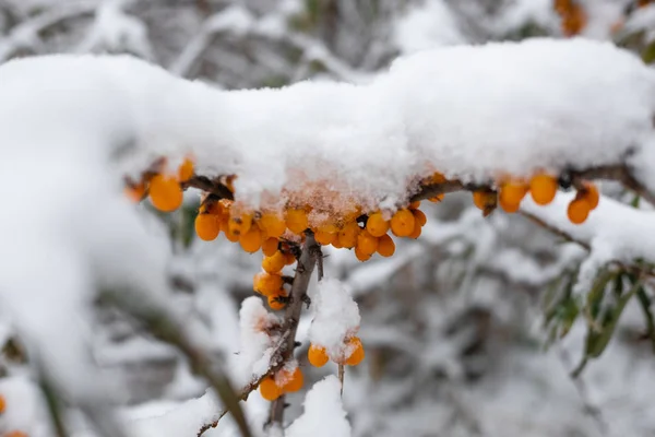 Sanddorn Unter Dem Schnee — Stockfoto