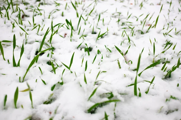 Grünes Gras Unter Einer Schneeschicht — Stockfoto
