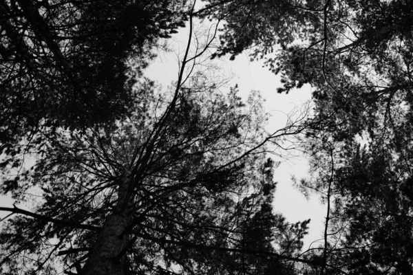 Foresta Invernale Alberi Sotto Neve Neve Sui Rami Degli Alberi — Foto Stock