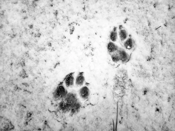 footprints of a wolf in the snow, dog prints