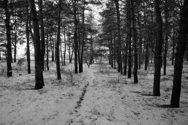 Télen Hóval Borított Erdő — Stock Fotó
