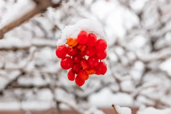 Viburnum Vermelho Sob Neve — Fotografia de Stock