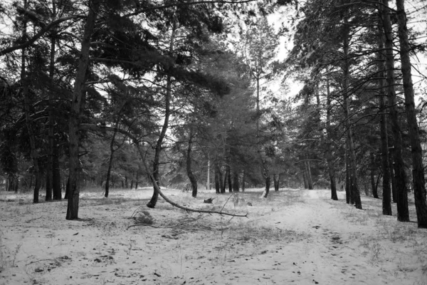 Floresta Inverno Árvores Sob Neve Neve Galhos Árvore — Fotografia de Stock