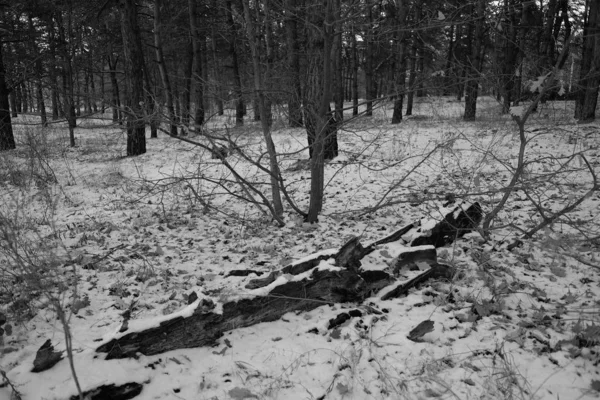 Foresta Inverno Coperta Neve — Foto Stock