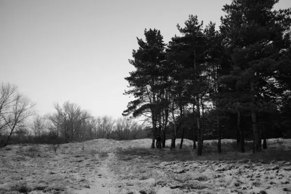 Foresta Inverno Coperta Neve — Foto Stock