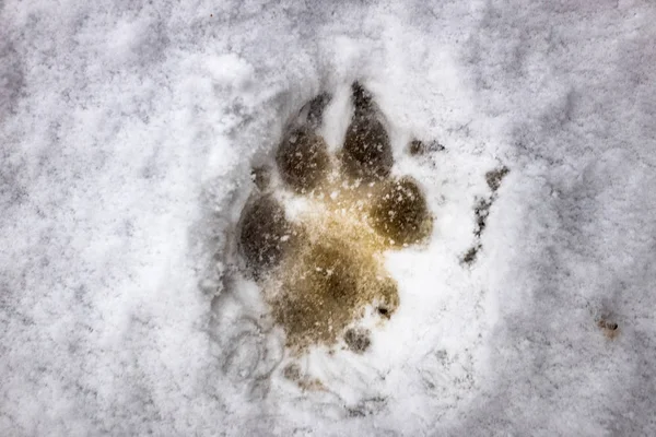 footprints of a wolf in the snow, dog prints