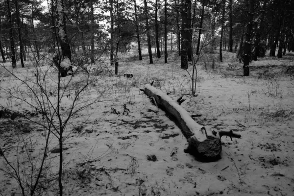 Foresta Inverno Coperta Neve — Foto Stock