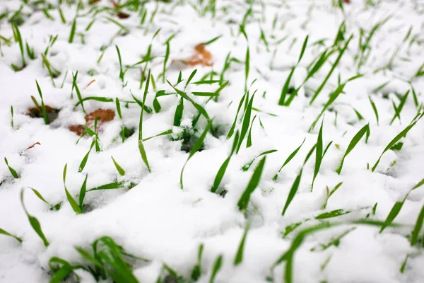 Grünes Gras Unter Einer Schneeschicht — Stockfoto