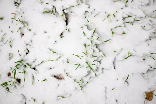 Herbe Verte Sous Une Couche Neige — Photo