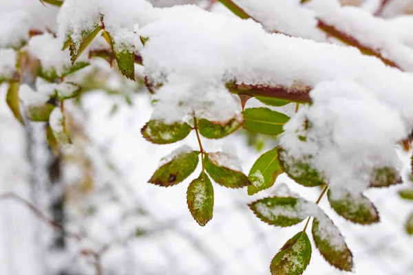 Folhas Verdes Ramos Abaixo Neve Neve Ramos Árvore — Fotografia de Stock