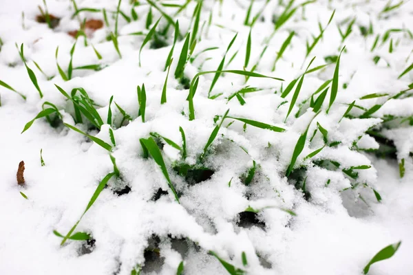 Grünes Gras Unter Einer Schneeschicht — Stockfoto