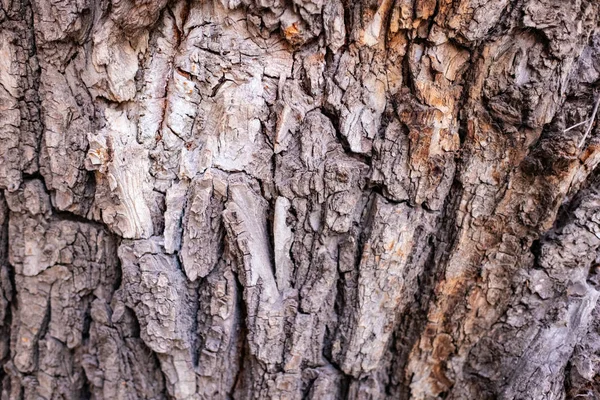 Φόντο Υφής Φλοιού Δένδρου — Φωτογραφία Αρχείου