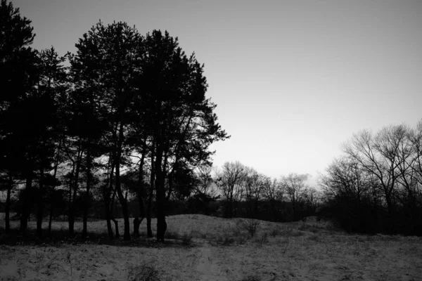 Foresta Inverno Coperta Neve — Foto Stock