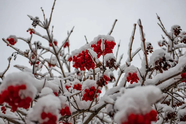 Viburnum Vermelho Sob Neve — Fotografia de Stock