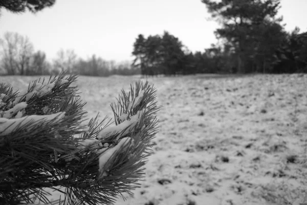 Foresta Inverno Coperta Neve — Foto Stock