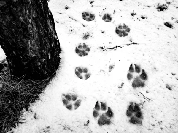 footprints of a wolf in the snow, dog prints