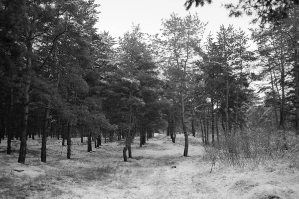 Kış karla kaplı ormanda 