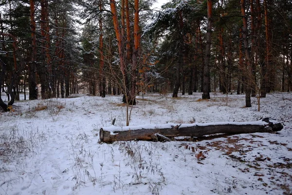 Лес Зимой Покрытый Снегом — стоковое фото