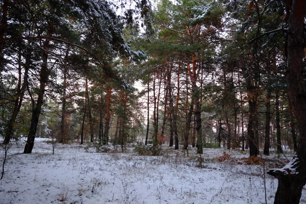 Kış Karla Kaplı Ormanda — Stok fotoğraf