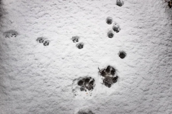 Footprints Wolf Snow Dog Prints Stock Image