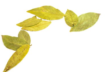 beyaz zemin üzerine kuru defne yaprağı