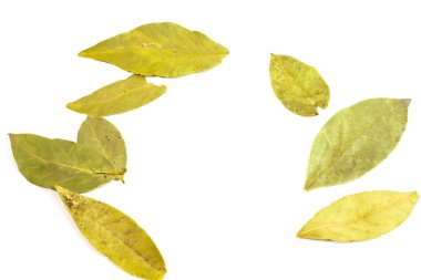 beyaz zemin üzerine kuru defne yaprağı