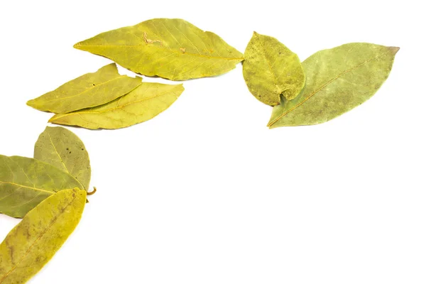 Dry Bay Leaves White Background — Stock Photo, Image