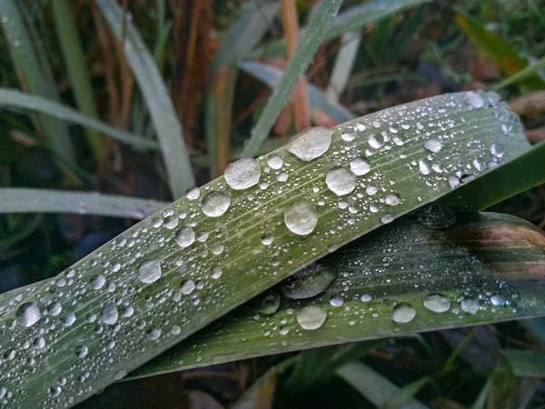raindrops on the grass, dew on the green grass