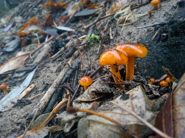 Schöne Kleine Gelbe Pilze — Stockfoto