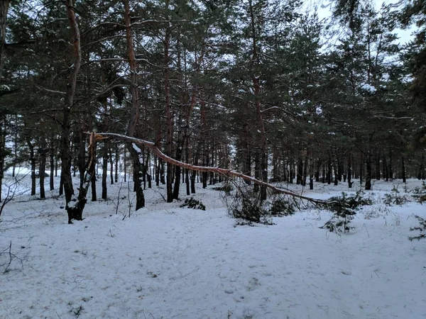 Paisagem Floresta Inverno Com Neve Árvores Caídas Floresta — Fotografia de Stock
