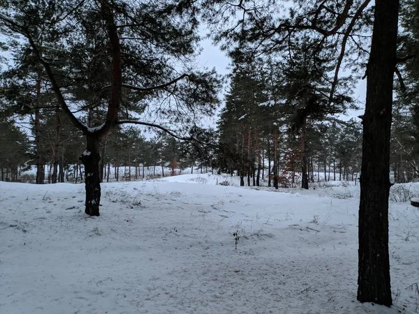 Зимний Лесной Пейзаж Снегом Упавшие Деревья Лесу — стоковое фото