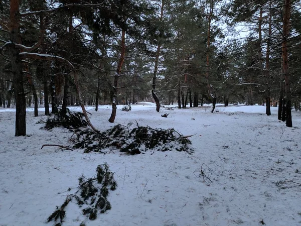 Ormanda Düşen Ağaçlar Orman Yatay Kar Kış — Stok fotoğraf