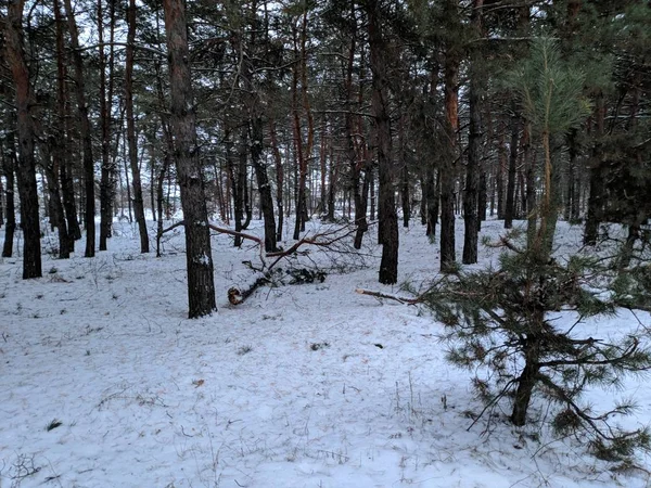 Ormanda Düşen Ağaçlar Orman Yatay Kar Kış — Stok fotoğraf