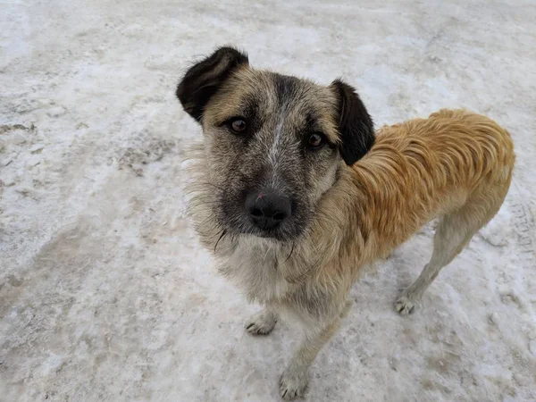 Perro Callejero Rojo Invierno — Foto de Stock