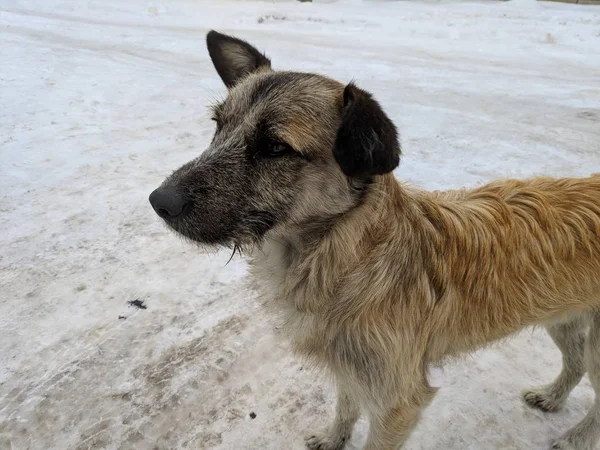 Télen Piros Kóbor Kutya — Stock Fotó