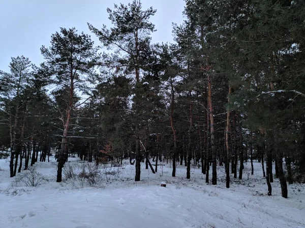 Paisagem Floresta Inverno Com Neve Árvores Caídas Floresta — Fotografia de Stock