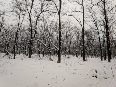 kar ve ağaçlar, ağaçlar siyah ve beyaz kar kış manzara