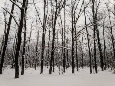 kar ve ağaçlar, ağaçlar siyah ve beyaz kar kış manzara
