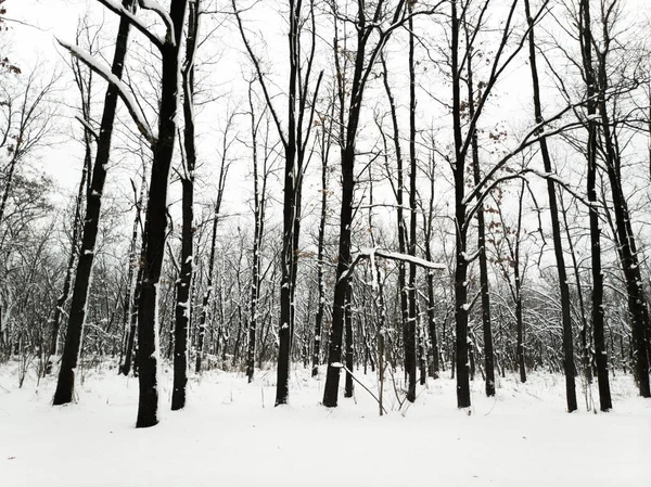 Paisagem Inverno Com Neve Árvores Árvores Pretas Neve Branca — Fotografia de Stock